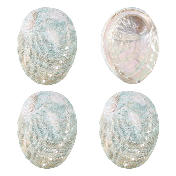 4Pcs Natural Shell Display Decorations for Home Office Desktop Decoration Shell Shape Light Sea Green 80x61x19mm