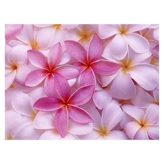 4Pk Tropica Pink Live Plumeria Frangipani Plant Cuttings Full Sun