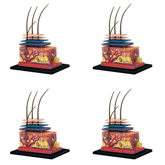 4X 4D Human Skin Model Hair Organs Assembling Puzzle Model Teaching Model Manikin Science Anatomical Model