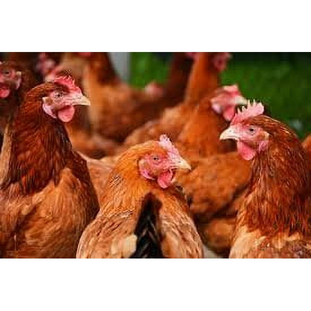 4X Concentrate Oregano Oil for Chickens & Turkeys 32 OZ