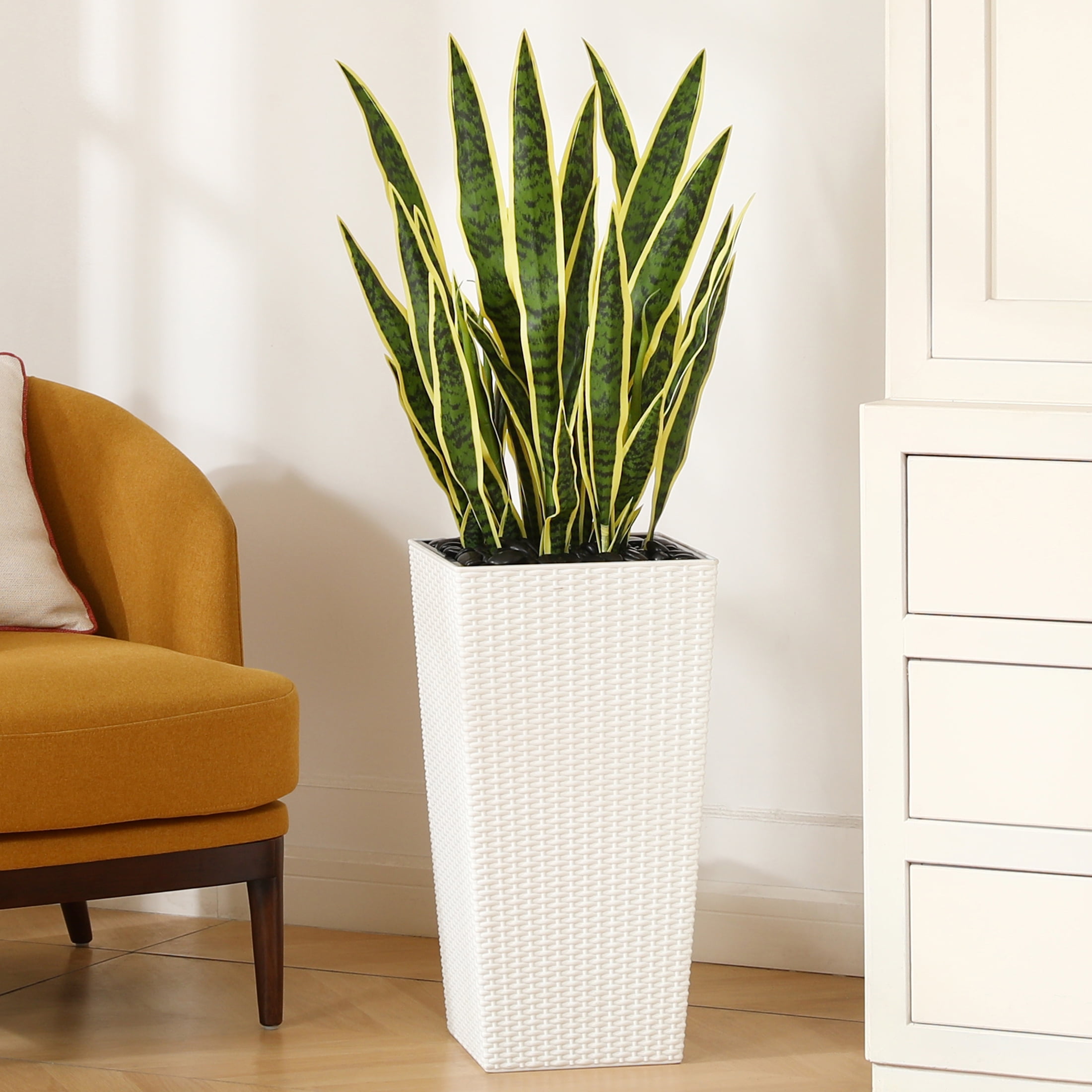 a variety of snake plants Snake Plant Zeylanica - Medium (16-17