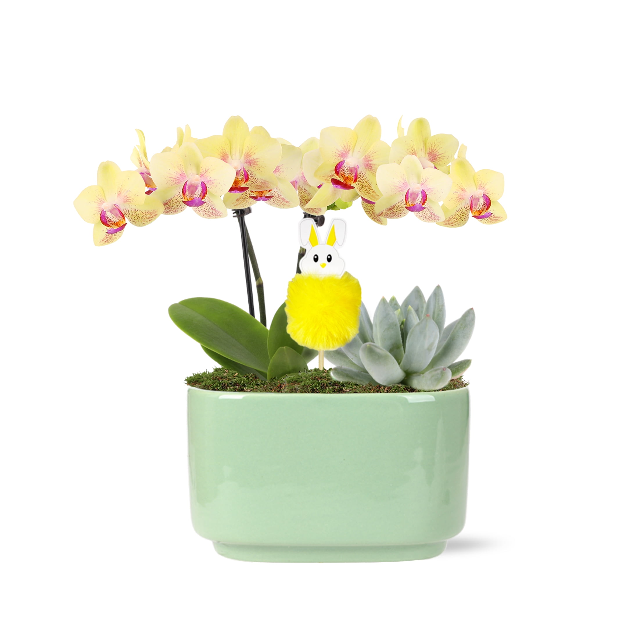 Green Circle Growers 5" Orchid Plant - White With Pink Blooms, Live Indoor Houseplant With Mom Pick & Billy Balls