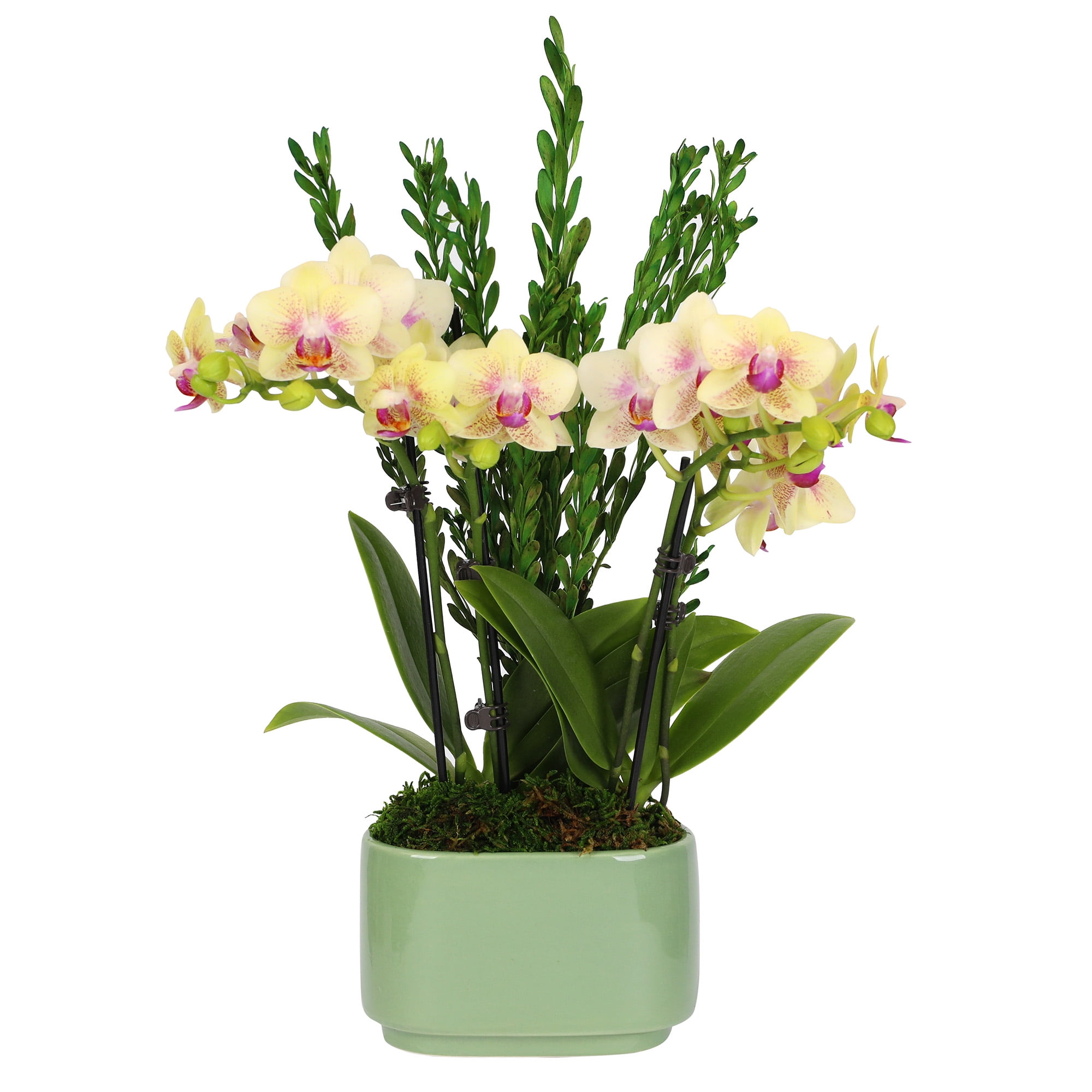 4in Yellow Live Orchid Duo in Sage Green Pot with Preserved Green Stems