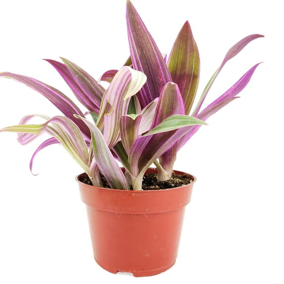 4inch Rhoeo Tricolor 'Moses In The Cradle' Live Plants