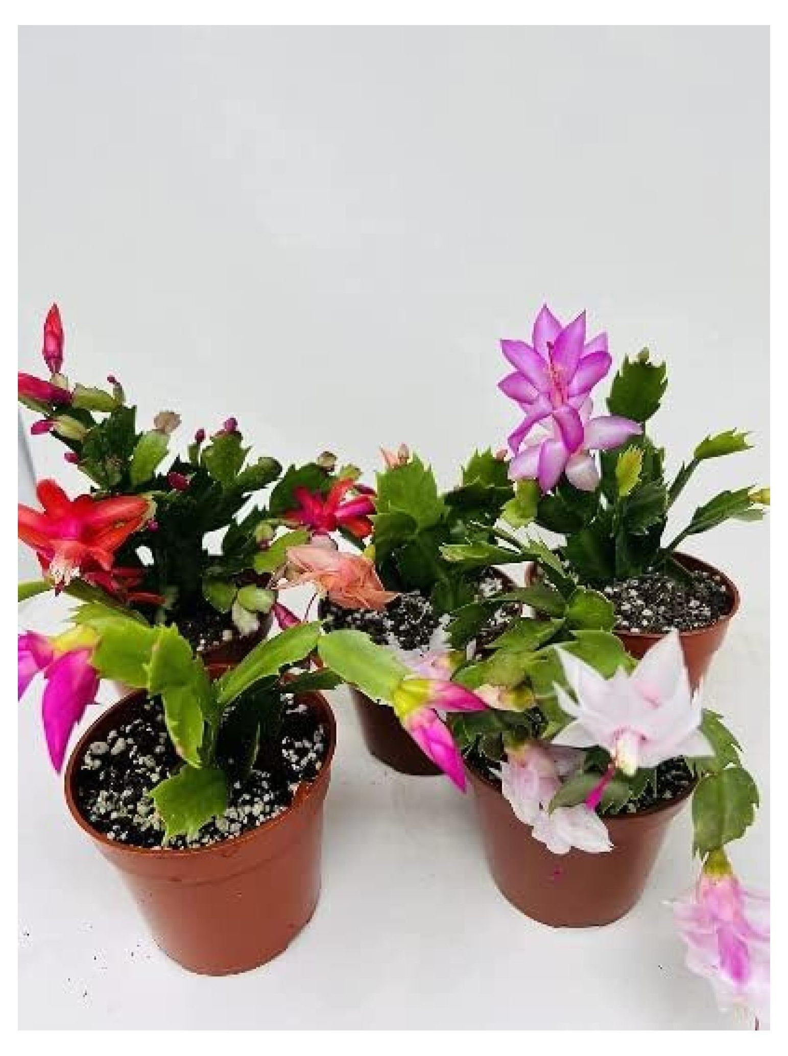 4pack Christmas Cactus Plants Zygocactus 4" pots Live Plants Holiday