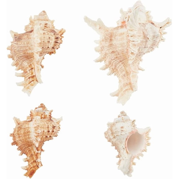 4pcs Conch Sea Shells 2.4-4.7inch Natural Beach Seashells Succulent Planters Decorative Holder