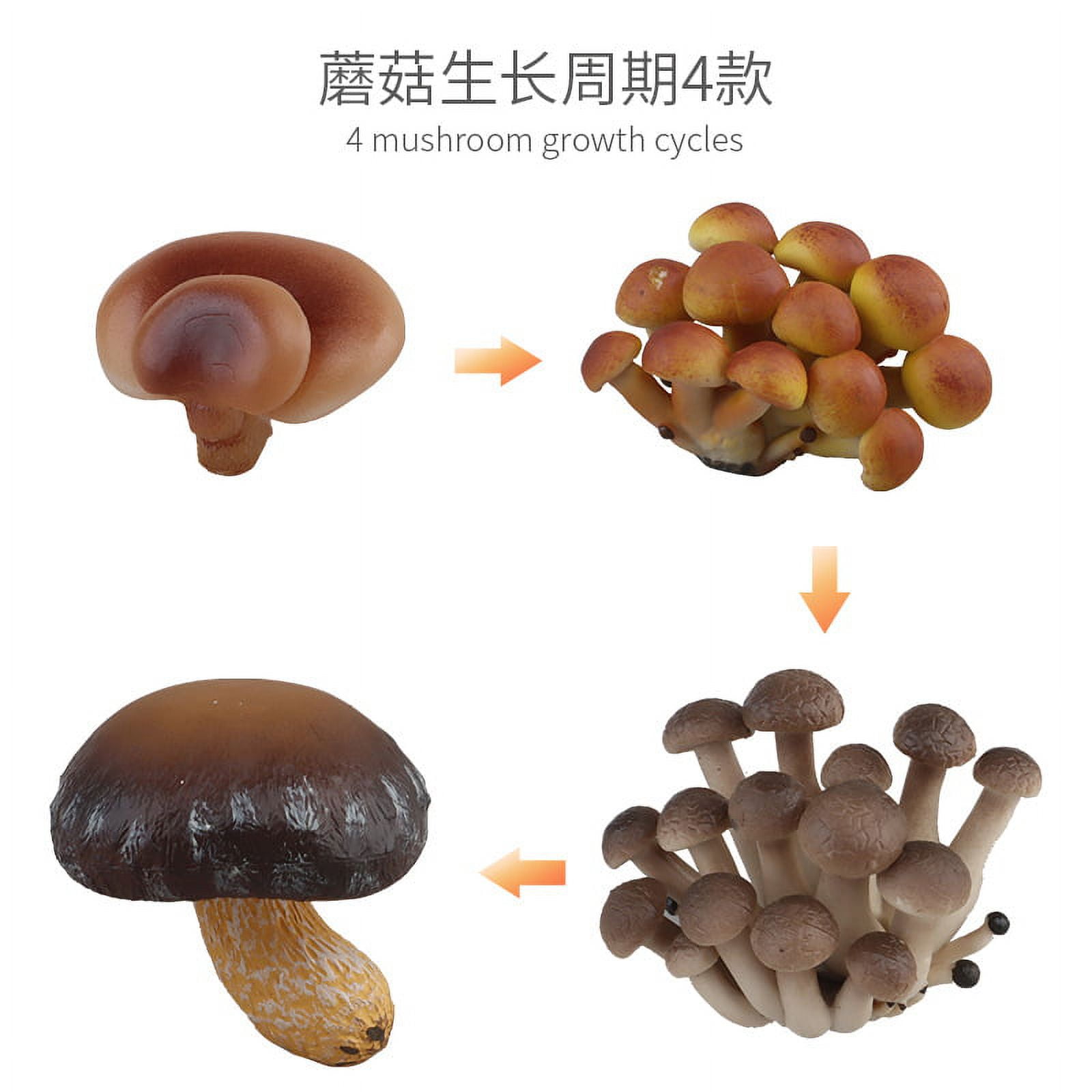 4pcs Mushroom Growing Cycle Models Funny Agaric Life Cycle Toys