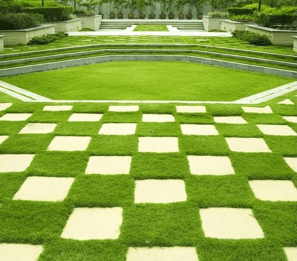 5.000 Emerald Zoysia Grass Seeds for Lawn, Zoysia Japonica Seeds Ornamental Grass Seed