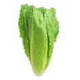 thumbnail image 1 of 5,000 Parris Island Romaine Seeds- Bulk Seed - Heirloom Non-GMO Lettuce Seeds, 1 of 1