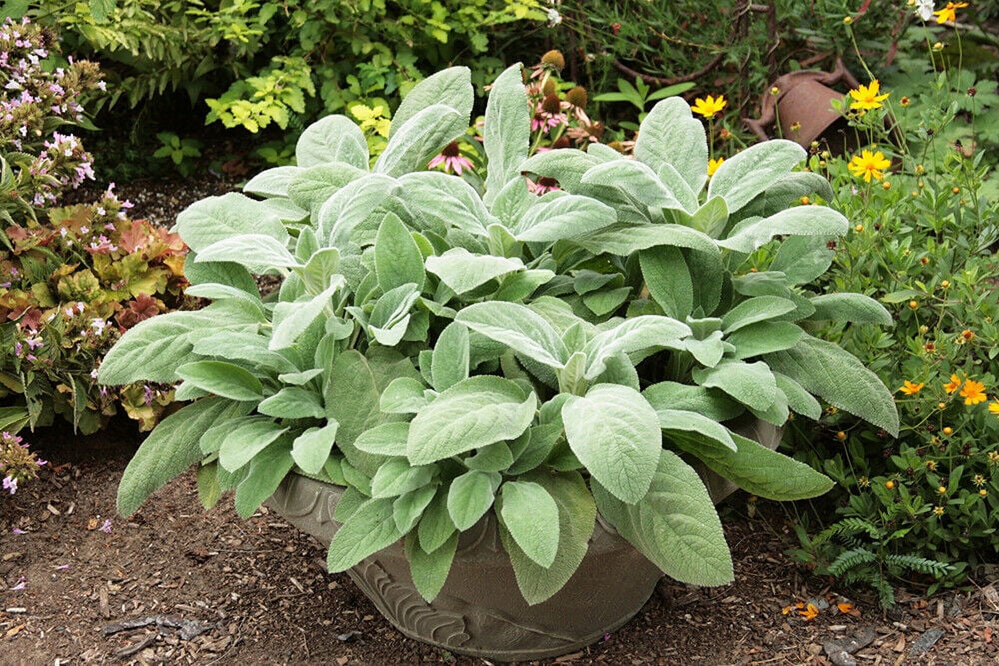 5/10/15/30 Wholesale Perennial Stachys Helen von Stein Lambs Ear Plants