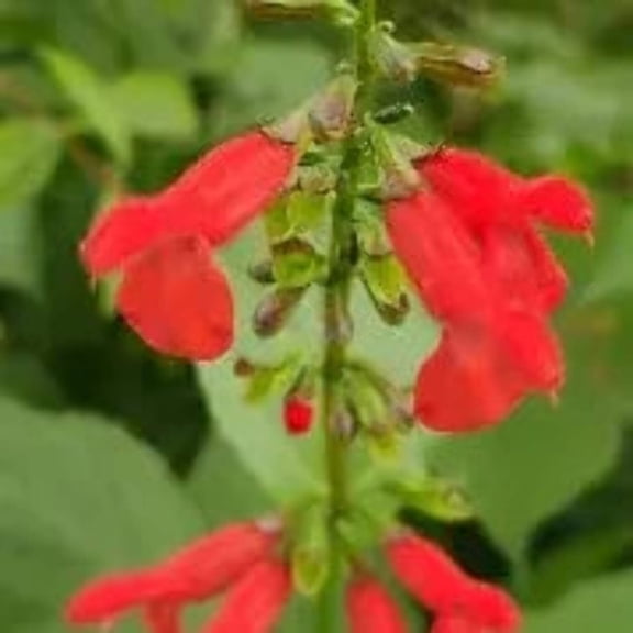 Belize Sage - Red Flowering Perennial, Butterfly Magnet, Easy to Grow, Zones 8-11 in 3.25" Grower Pot (5 Count)