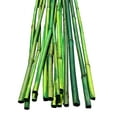 thumbnail image 1 of 5.5 Feet Long Natural Thick Green Bamboo Poles 0.5 in WIDE - Pack of 20, 1 of 3