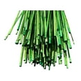 thumbnail image 1 of 5.5 Feet Long Natural Thin Bamboo Poles Pack of 20!, 1 of 1