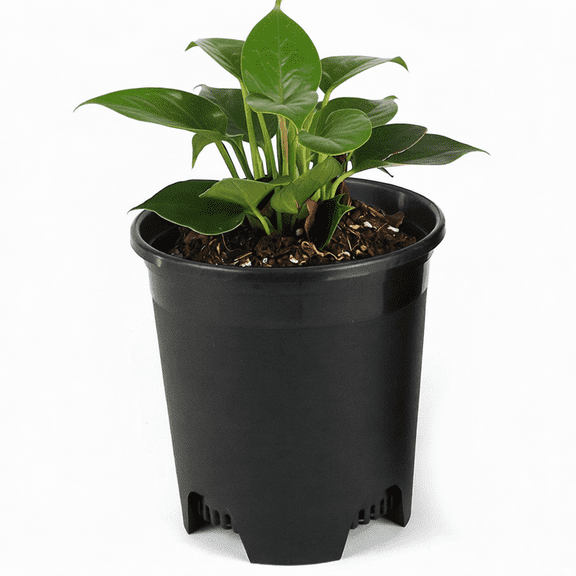 5.5 Inch Gardening Flower Pots 10-Pack Black Pot Liners 0.5 Gallon Nursery Pot Plastic Planters for Outdoor Indoor Plants with Drainage Holes