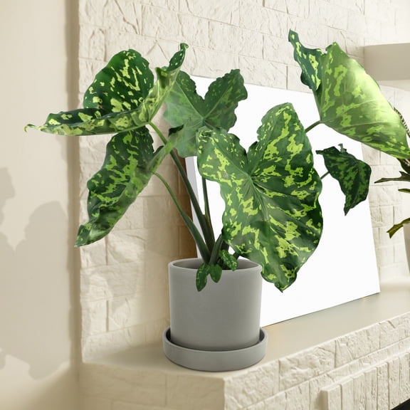 5.5 in. Alocasia Hilo Beauty Annual Plant