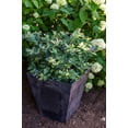 thumbnail image 1 of 5.5 in. Bushel and Berry® Silver Dollar Blueberry Live Shrub Full Sun- 1 Piece, 1 of 5