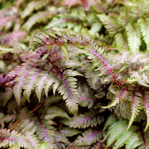 5.5 in. Red Painted Fern Plant