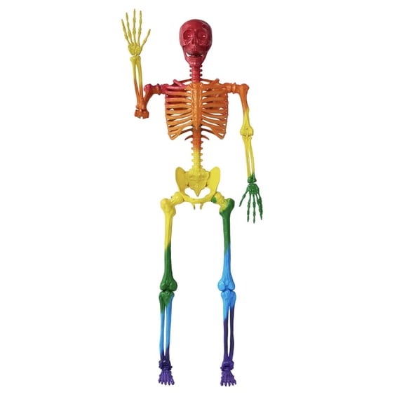5.6 ft Halloween Posable Life Size Rainbow Skeleton