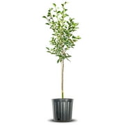 5-6ft. Kieffer Pear - Fast Growing - Edible Fruit
