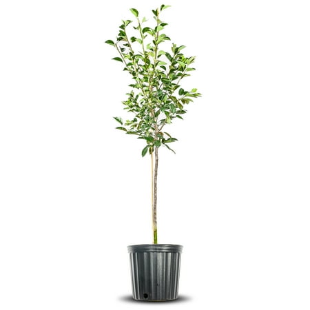 5-6ft. Kieffer Pear - Fast Growing - Edible Fruit