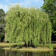 thumbnail image 1 of 5-6ft Weeping Willow, 1 of 5