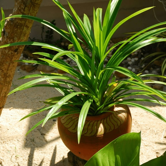 5-8 Inch Pandan Plant , Starter Pandan Leaves Herb for Home Garden