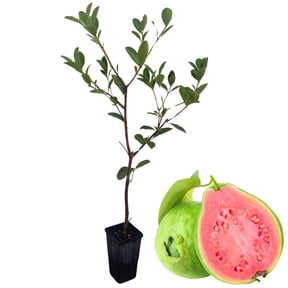 5-8 Inch Pink Guava Tree - Live Plant, Sweet Tropical Fruit for Home Gardens Indoor Outdoor Growing