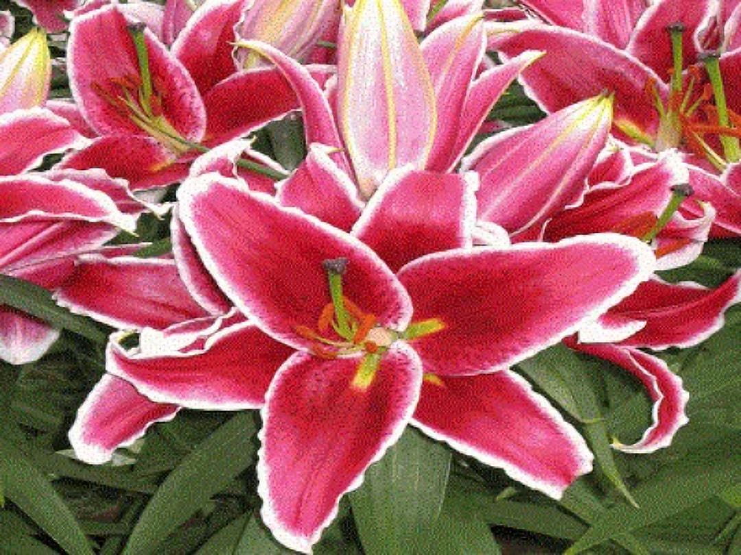 5 Partial Sun Plant After Eight Oriental Lily Flower Bulbs