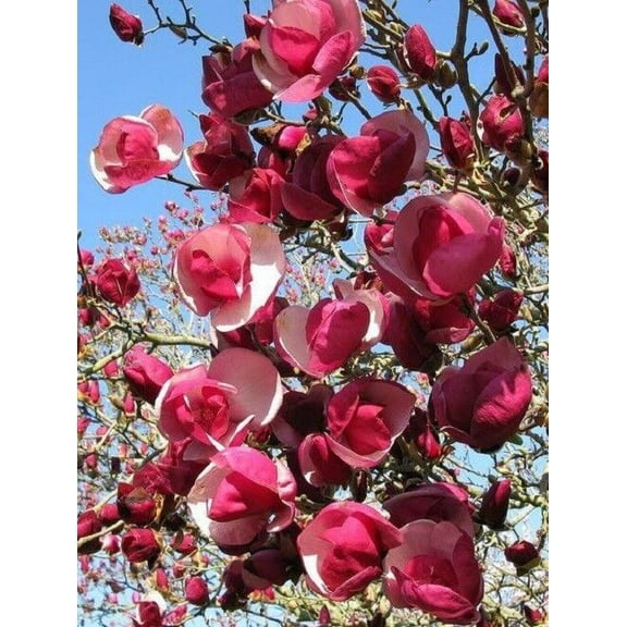 Green River 5 Alexandra Magnolia Seeds - Premium Magnolia Flower Seeds for Planting, Fragrant Spring Bloom Tree for Cottage Gardens & Landscaping, Rare Magnolia Tree Seeds, Ornamental Decor