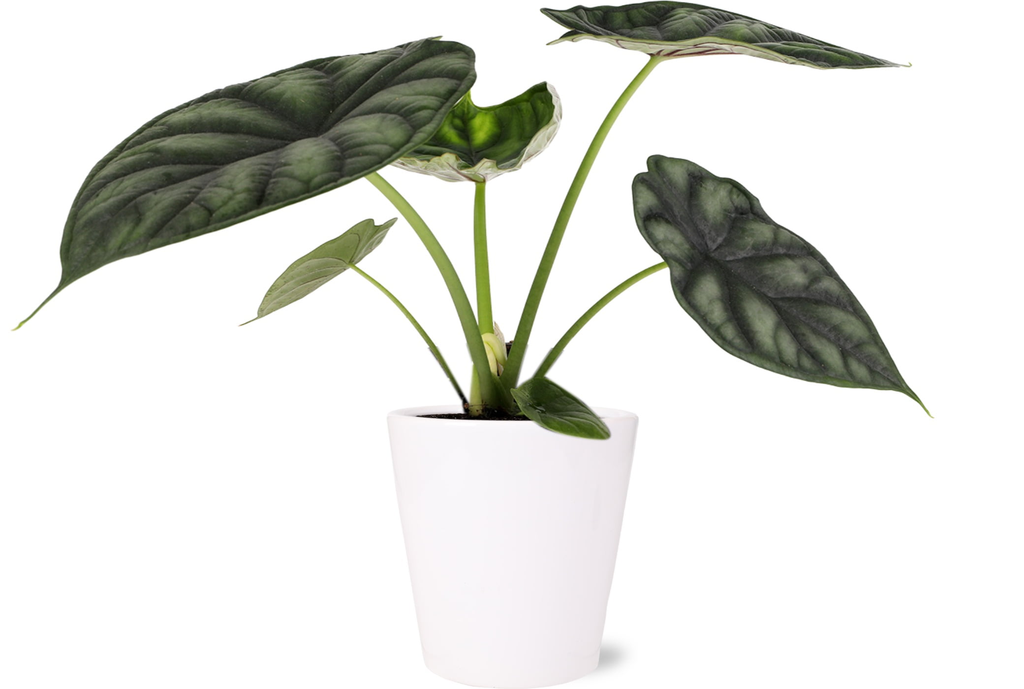 5” Alocasia Dragon Scale White Ceramic Live Plant