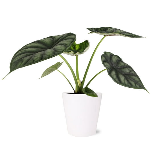 5 Alocasia Dragon Scale White Ceramic Live Plant
