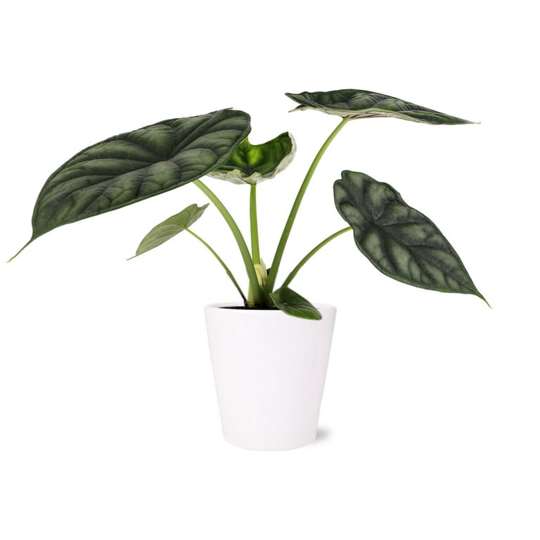 deutscher olivenbaum Olivenbaum  Olea europaea Hojiblanca (Netz) (Colosso) (F3)