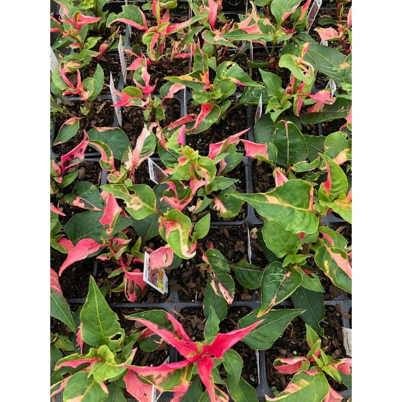 5 Alternanthera 'Party Time' Joseph's Coat Plants in a 4" pot--Stunning Addition To Your Spring Planters!!