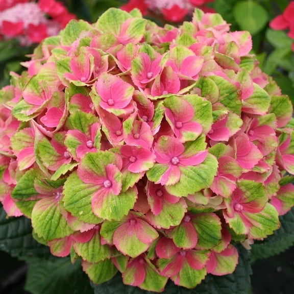 5 Amethyst Hydrangea Seeds  Flowering Shrub Seeds  Perennial Garden Blooms for Borders & Landscapes