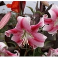 thumbnail image 1 of 5 Anastasia Lily Oriental Trumpet Bulbs, 1 of 4