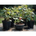 thumbnail image 1 of 5 Arapaho Thornless BlackBerry Plants – Well-Rooted, Fruit-Bearing, Easy-to-Grow, Juicy Sweet Berries, Perfect for Home Gardens, Patios, and Home Berry Harvests, 1 of 6