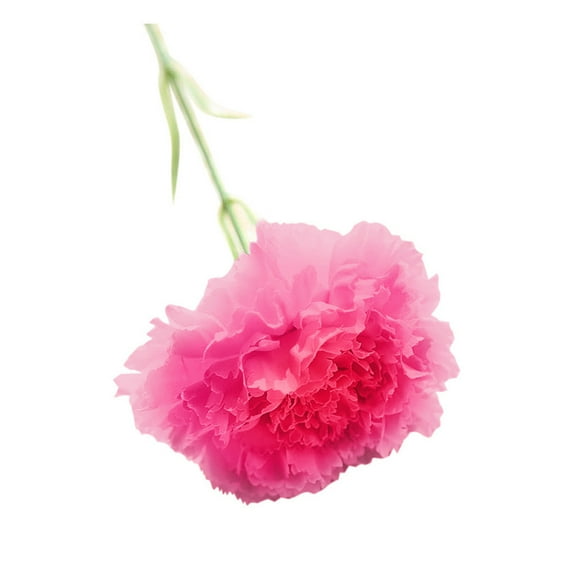 Under $5 Artificial Carnations Bouquet, Polyester Silk Flowers for Wedding, Hot Pink Artificial Carnations Bouquet for Wedding Home Decor Faux Silk Flowers Realistic Floral, by Honglin
