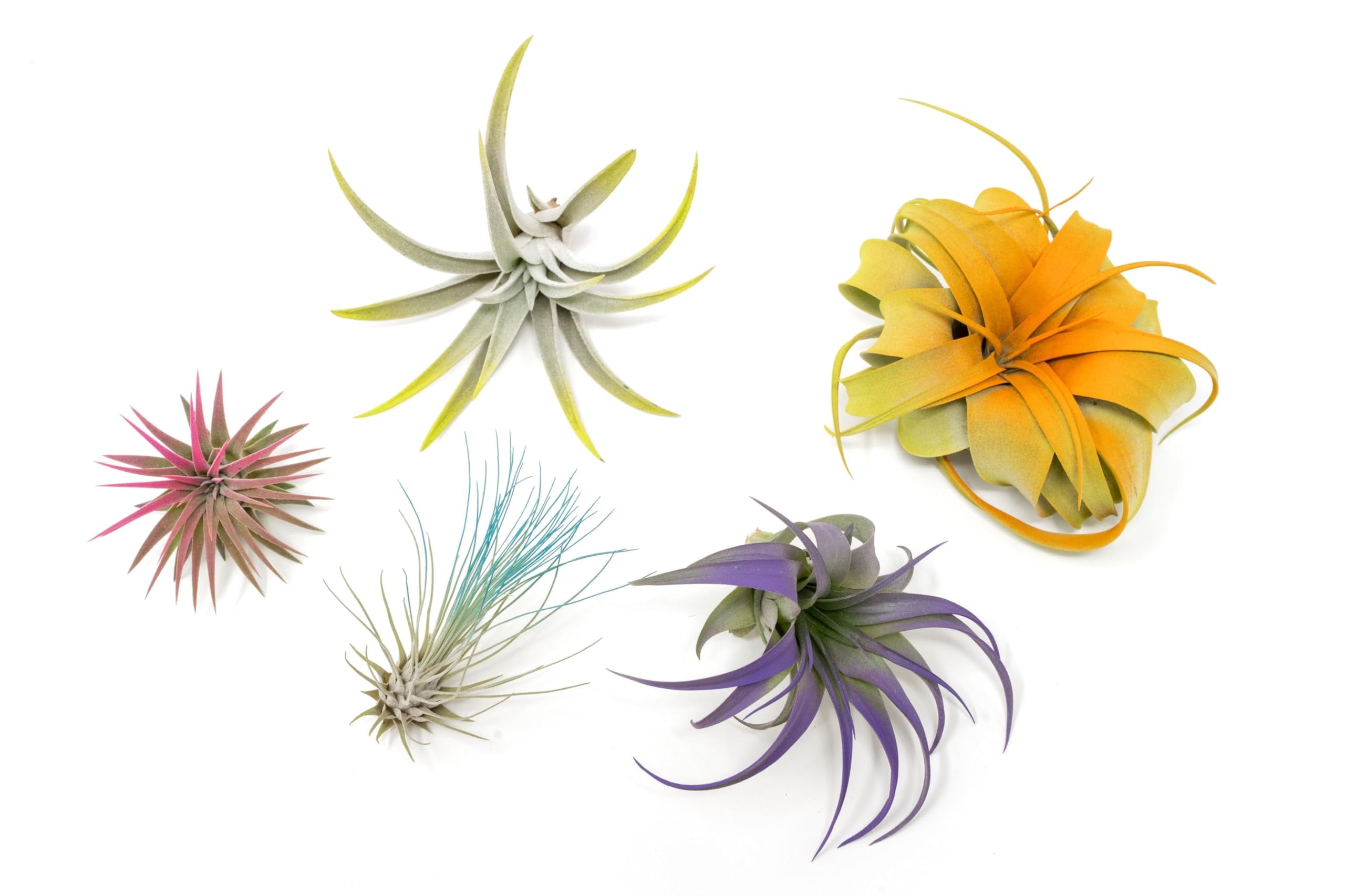 5 Assorted Colorful Air Plants Variety Pack - Vibrant Color Enhanced - Live Tillandsia Succulent House Plants - Wholesale And Bulk - Home And Garden Decor - Easy Care Indoor/Outdoor Plants