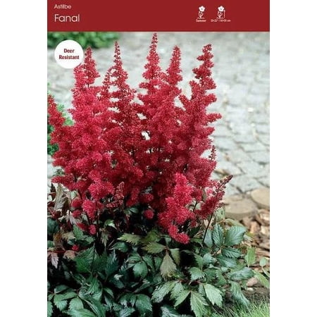 5 Astilbe Montgomery Bareroot Plant