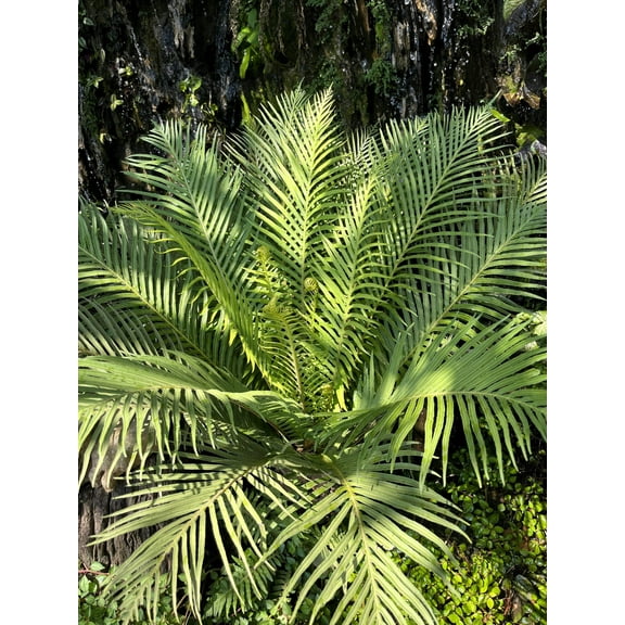 5 BAMBOO PALM Chamaedorea Seifrizii Reed or Parlor Palm Tree Sun Shade Houseplant Seeds