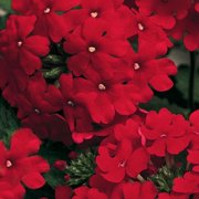 50 Red Verbena Seeds