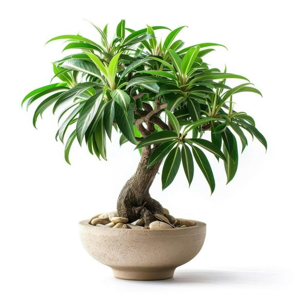 5 Bamboo Palm Bonsai Tree Seeds - Does Well Indoors