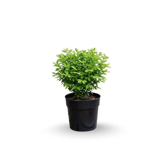 5 Bare Root Dwarf Burning Bush Plant, Colourful Dwarf Burning Bush, 610 Inch Tall, Live Plants for Landscaping
