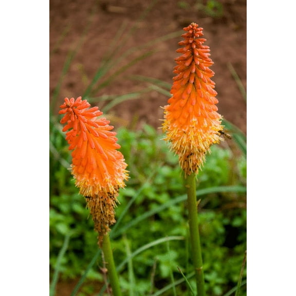 5 Bareroot Red Hot Poker/ torch lily/ poker plant/ kniphofia...