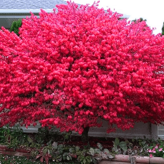 5 Bareroots Dwarf Burning Bush Live Plant, Dormant Tree, Hardy Red Euonymus Shrub, Zones 4 to 8