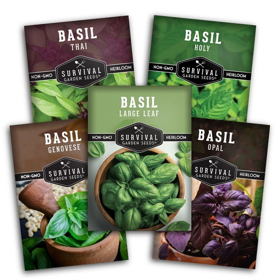 Basil Collection Seed Vault for Planting - 5 Full Sun Annual Herbs ...