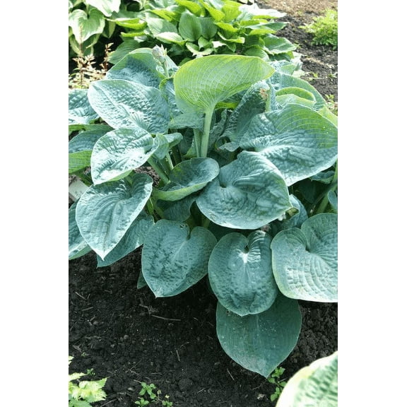 5 Big Daddy Hosta Plants in 3.5 inch cups