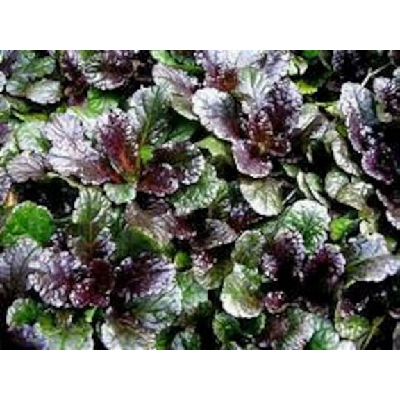5 Black Scallop: Ajuga reptans - in 4 Inch Pots