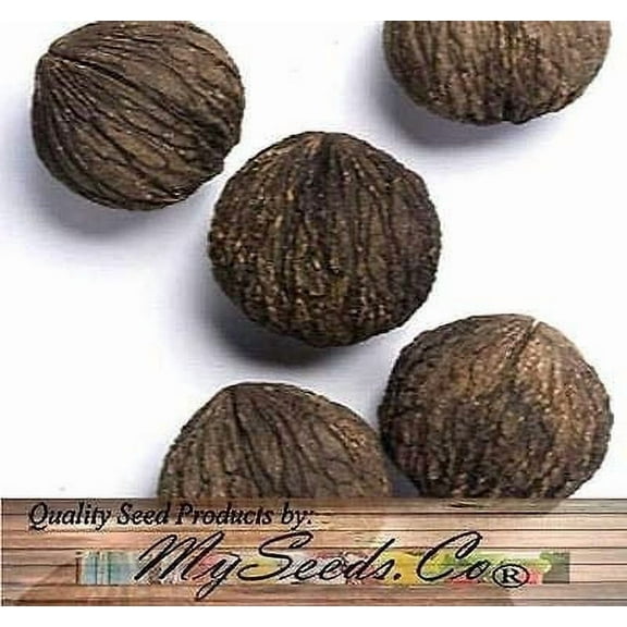 (5) Black Walnut Tree Seeds , Juglans Nigra - Northern - HARDY ZONE 5+