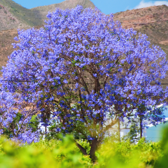 5 Blue Jacaranda Live Plant, 3 Inches Pot, Perennial Jacaranda Plants Live Potted, 8-10 Inches Tall, Zones 9 to 10 for Landscaping